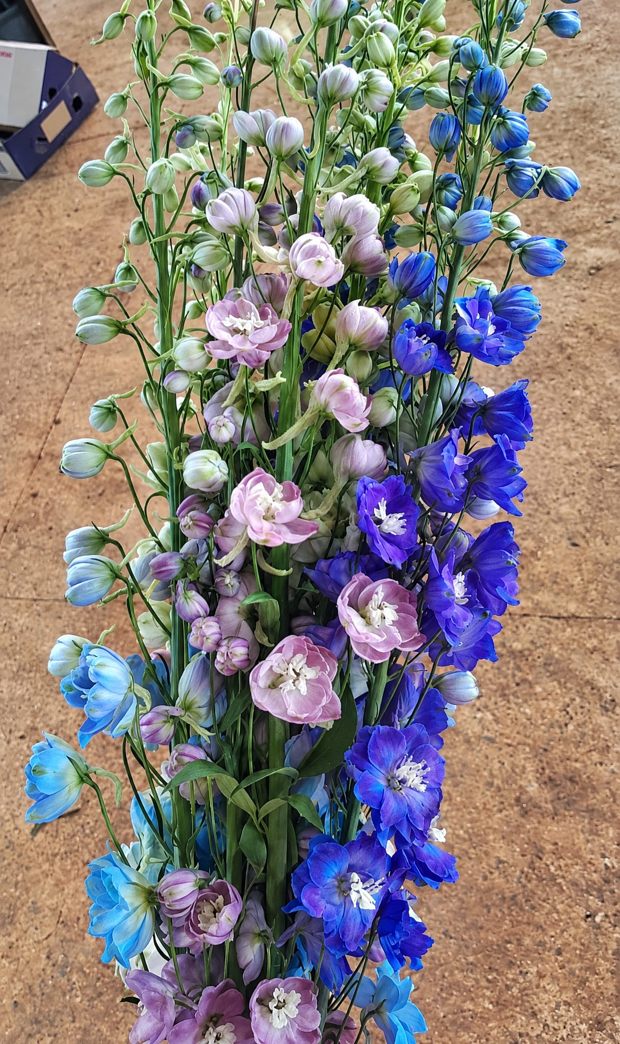 Delphiniums
