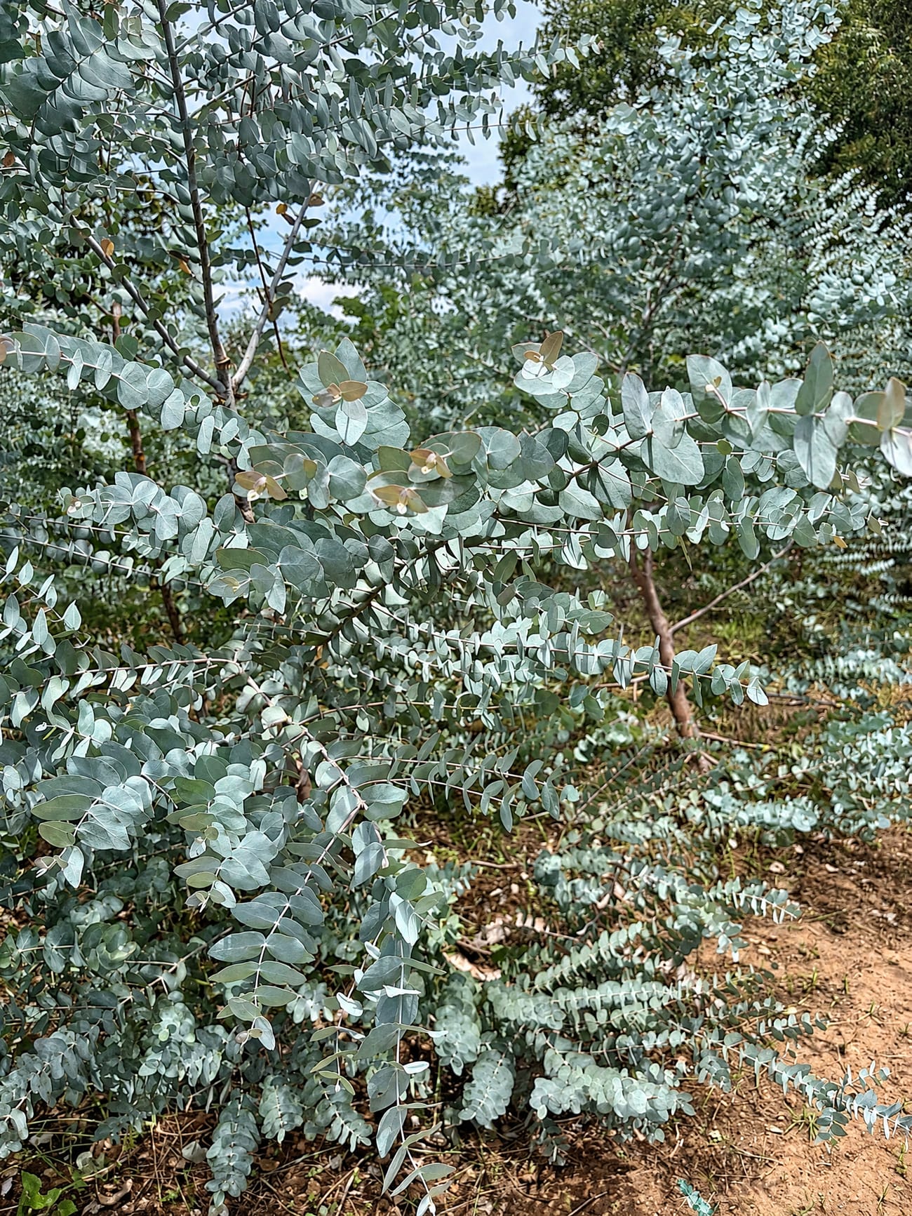 Eucalyptus Baby Blue grown in Kenya for JASM Flowers