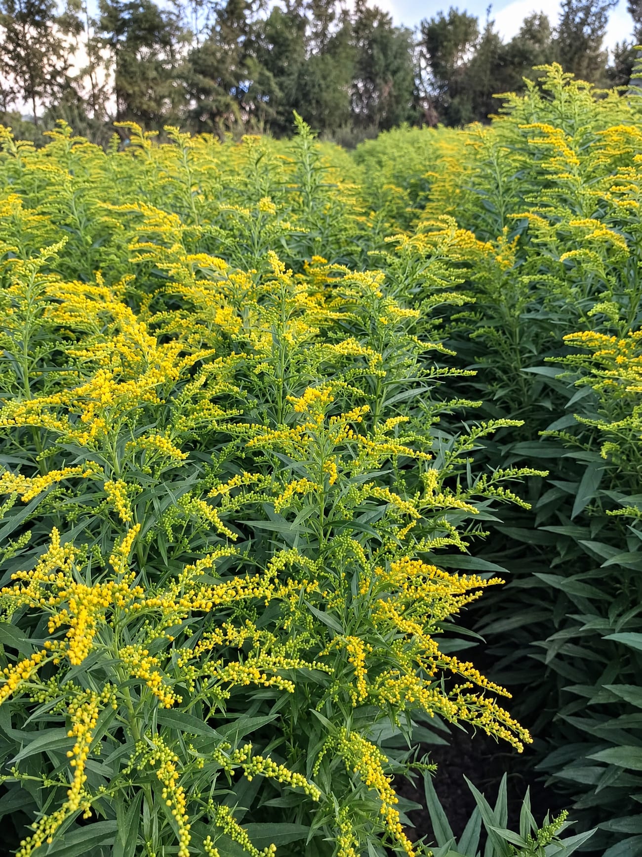Solidago in full bloom on a partner farm in the Kenyan highlands