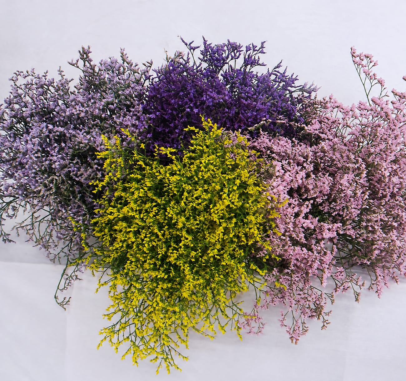 Limonium